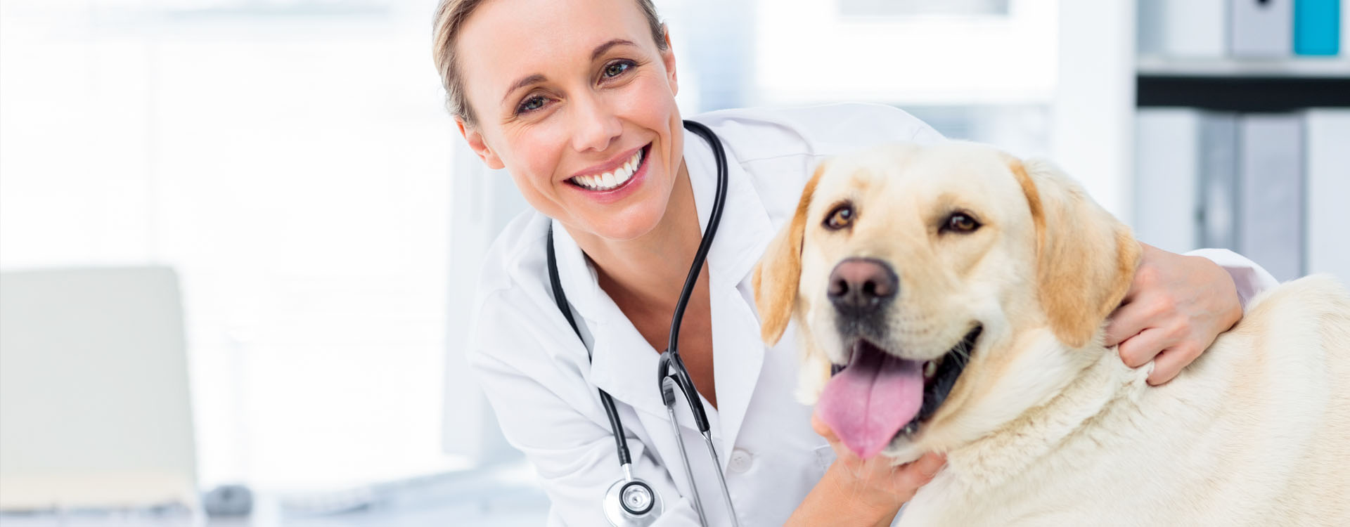 Veterinary Websites that Work